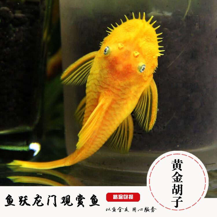 蓝眼胡大帆鱼24k黄金大胡大帆鱼女王大帆鱼异型清道夫鱼热带鱼