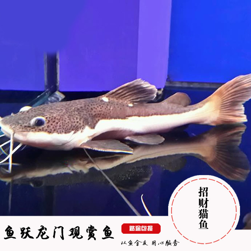 中大型鱼热带鱼观赏鱼红尾招财猫鱼宠物鱼 招财猫鱼活体鱼活体