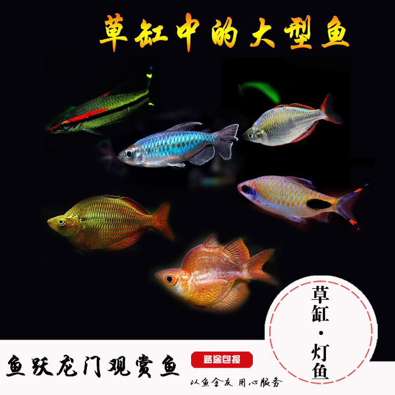 灯鱼草缸一眉道人苹果美人鱼鸽子美人鱼石美人鱼刚果美人鱼合集