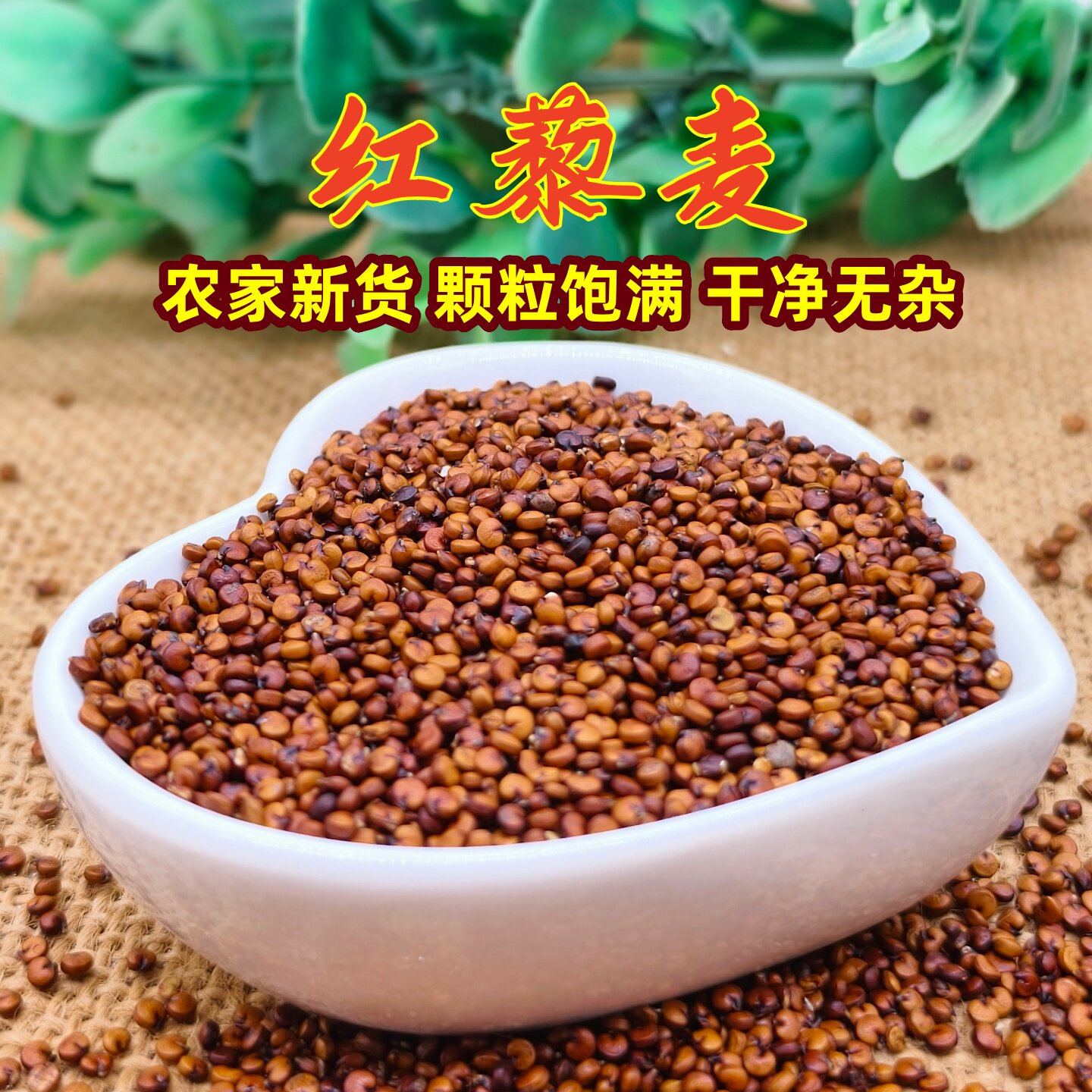 新鲜红藜麦农家自产干净无杂图片