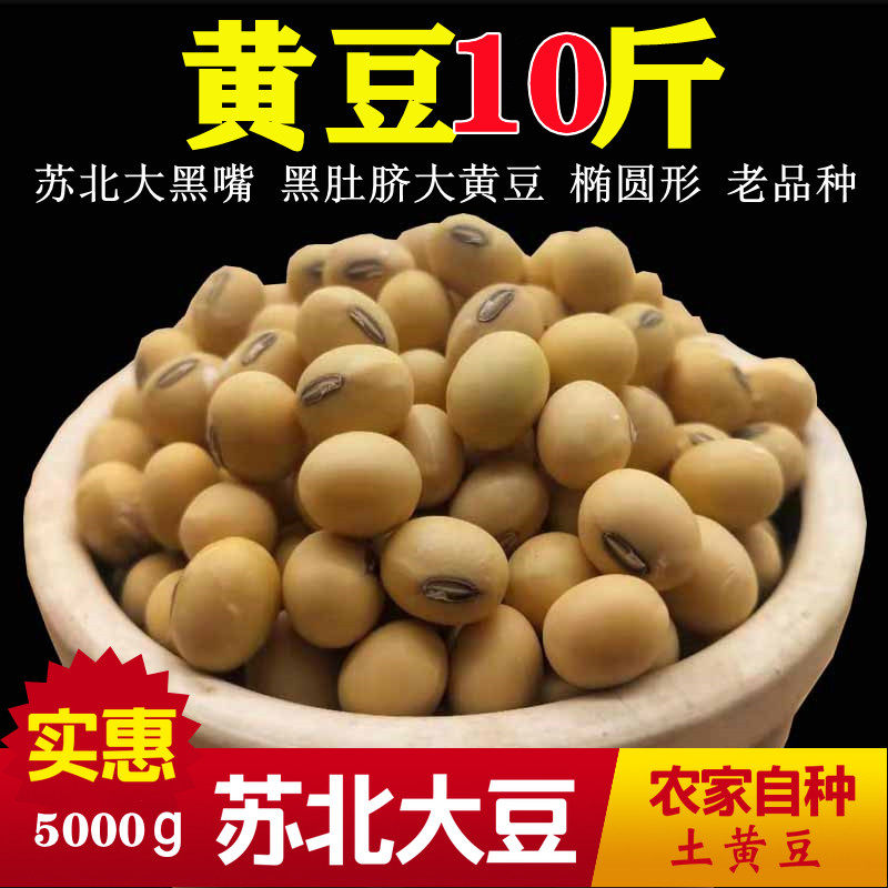 黄豆农家自种江苏本地黑嘴土黄豆打豆浆做豆腐苏北椭圆形黑脐大豆