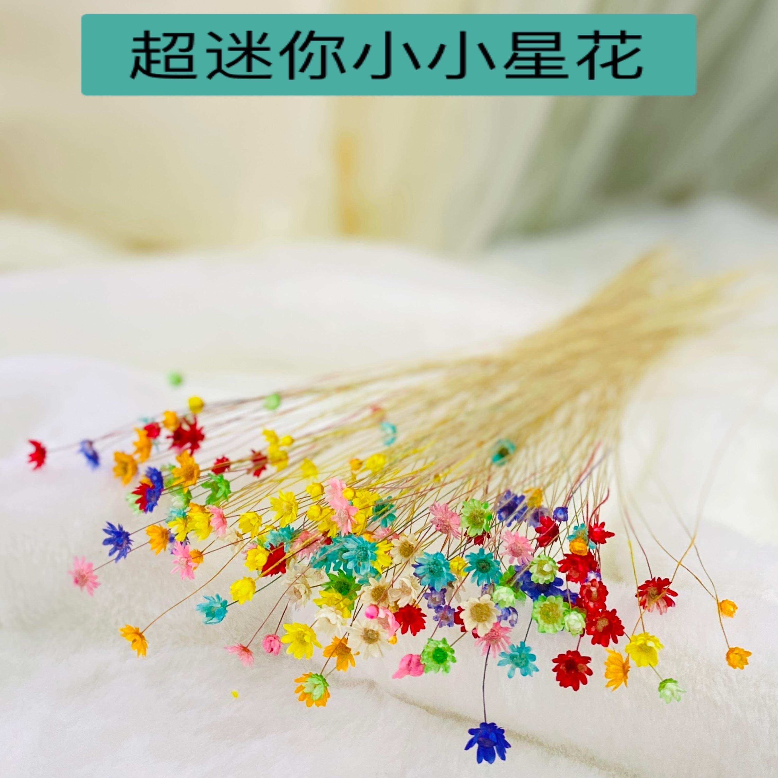 巴西小星花迷你风干花小雏菊清新真花束搭配插花装饰桌面摆设DIY