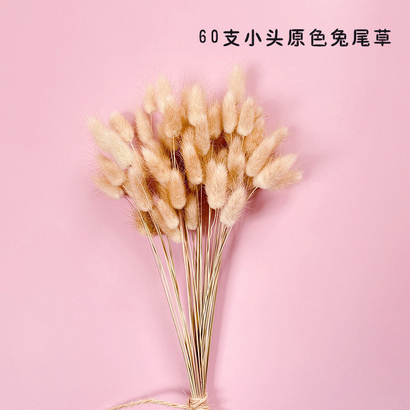 ins风原色兔尾草干花花束居家客厅书房桌面装饰插花创意礼物道具