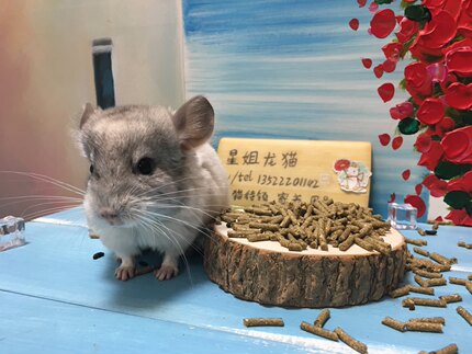 星姐龙猫马祖瑞配比营养龙猫主粮马配马祖瑞配方粮1斤1200克
