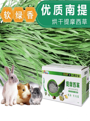星姐龙猫南提北提提摩西草2025年精品新鲜头茬提摩西草嫩绿新鲜