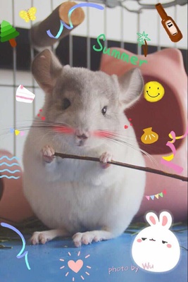 星姐活体牙齿健康300克苹果枝