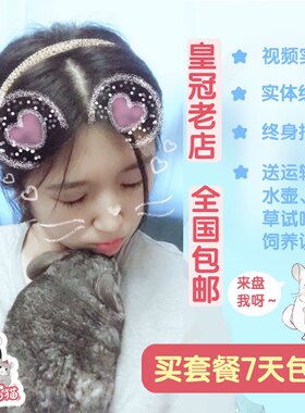 星姐龙猫幼崽活体活物自家繁殖