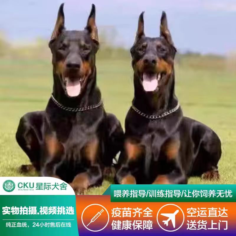 纯种杜宾幼犬活体德系迷你杜宾犬