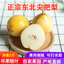 东北鞍山特产葫芦梨尖把梨尖吧酸小酸梨秋子梨软糯酸甜口可打冻梨