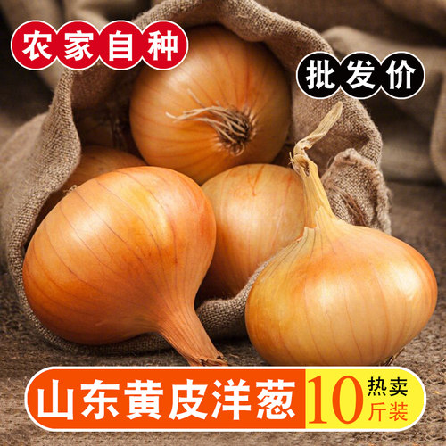山东优质黄皮洋葱口感脆嫩多汁