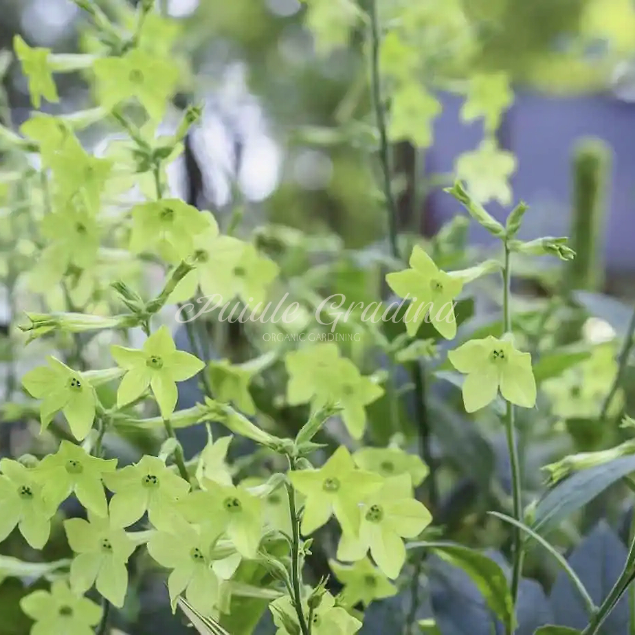 侘寂花园 青柠花烟草 nicotiana alata 多年生宿根花园花境植物