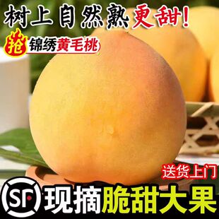 【顺丰包邮】蒙阴黄桃现摘现发黄金蜜桃炎陵锦绣黄整箱5斤装