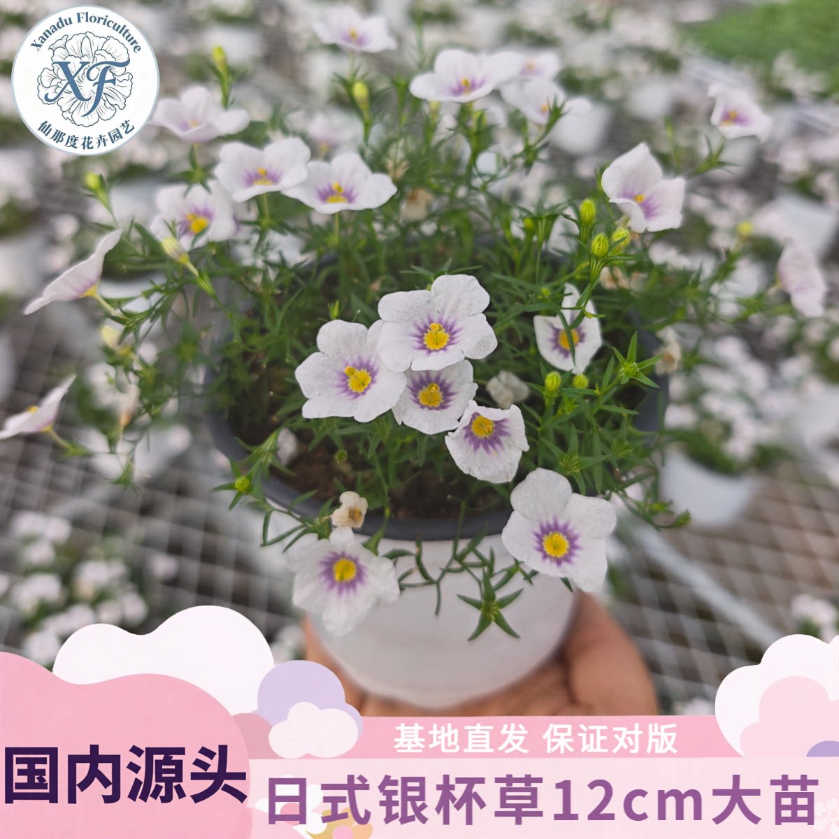 银杯草蓝铃多年生耐寒耐热盆栽