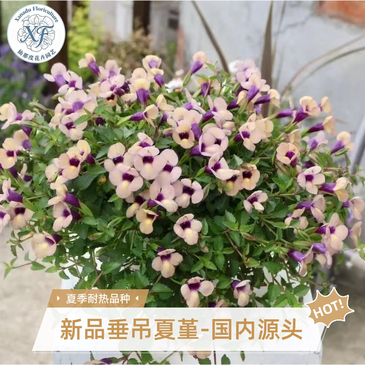 夏堇蓝河夏日雾粉耐热现货直发