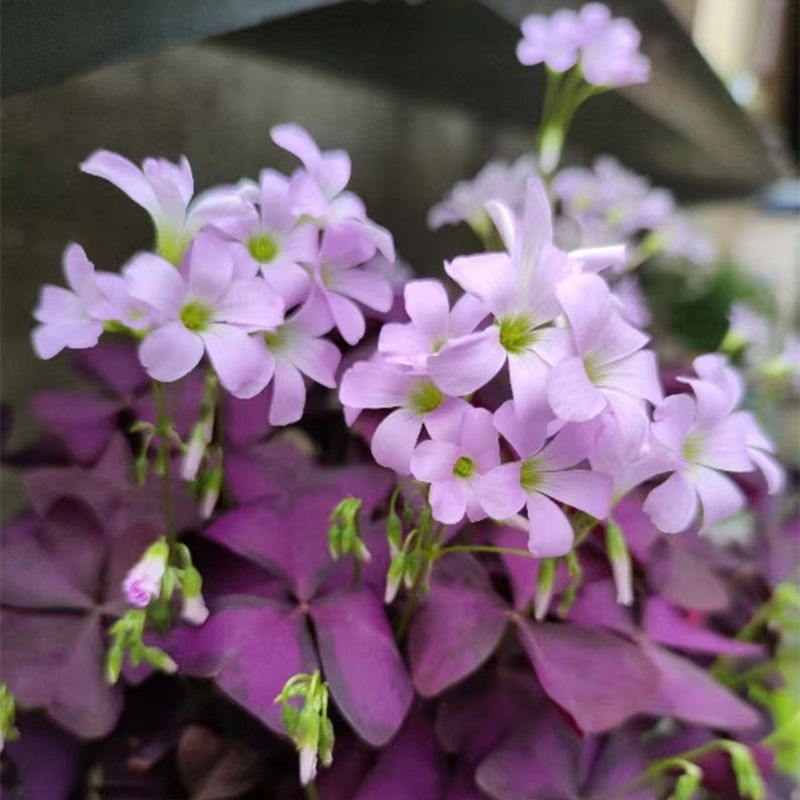 紫叶酢酱草酢浆草紫花幸运草紫蝴蝶三叶草室内盆栽花卉绿化苗包邮