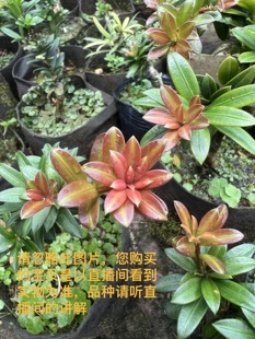 直播间一物一拍点这里下单 罗汉松 各种红芽罗汉松 新品