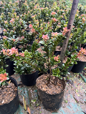 圆叶 红芽珍珠罗汉松 红芽罗汉松 小品盆景盆栽