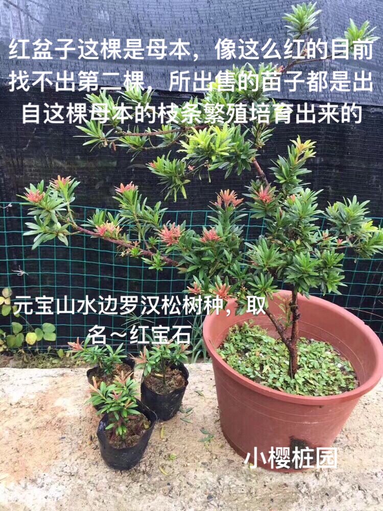 血红芽红芽罗汉松,珍珠红芽罗汉松,红宝石(又名小叶四季红)