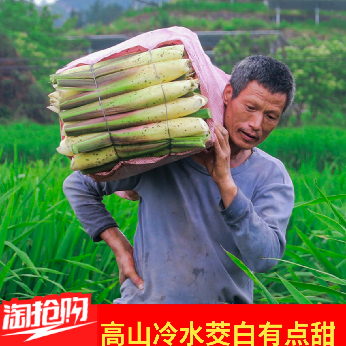 新鲜特级产妇月子下奶水笋茭白