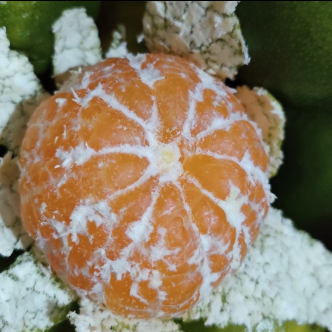 新鲜水果湖南郴州东江湖蜜桔酸甜郴州桔子孕妇小孩水果皮薄多汁