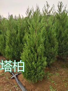 塔松 墓地松 松树苗 扫墓松柏 塔柏 桧柏 柏树蜀桧宝塔松 柏树苗