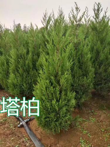 塔松 墓地松 松树苗 扫墓松柏 塔柏 桧柏 柏树蜀桧宝塔松 柏树苗