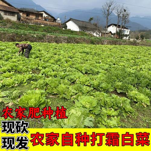 新鲜白菜农家自种高山蔬菜霜打白菜鲜嫩脆甜当季新鲜大白菜叶菜