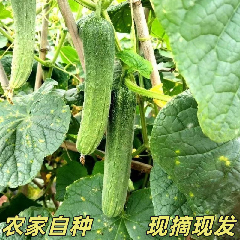 农村露天黄瓜土黄瓜旱黄瓜生吃新鲜蔬菜青瓜农家现摘现发黄瓜蔬菜