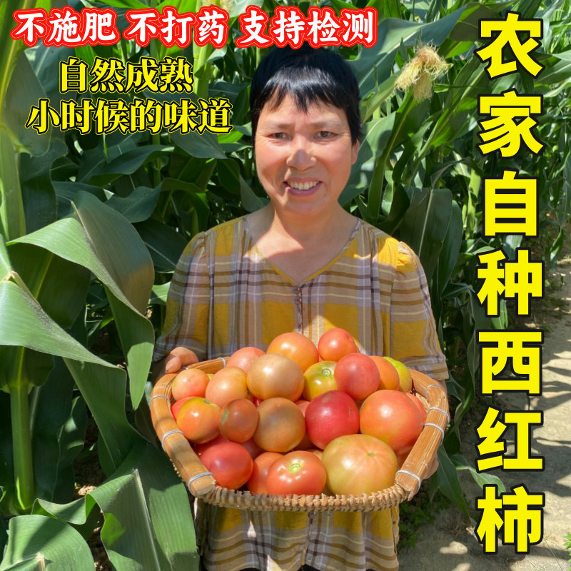 新鲜西红柿自然熟农家露天种植蔬菜小时候味道现摘沙瓤番茄海柿子
