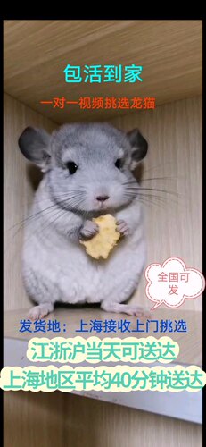 龙猫活体龙猫幼崽萌宠家养宠物