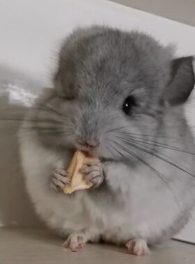 上海家庭繁殖龙猫幼崽龙猫上门选