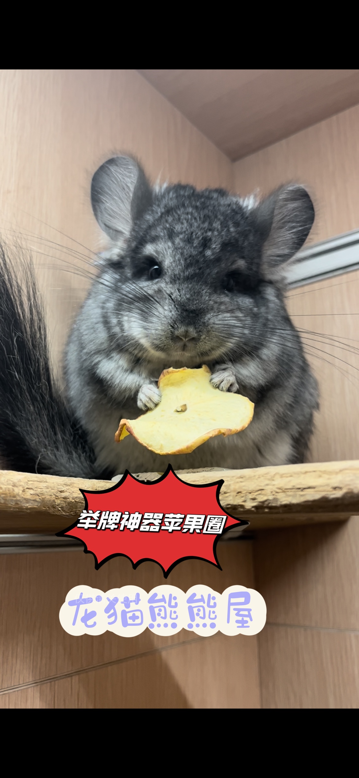 苹果干 苹果圈 龙猫兔子荷兰猪仓鼠宠物零食烘干脱水苹果片促消化