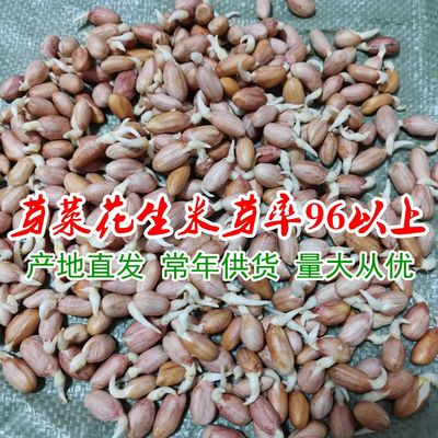 2024年新花生米手剥花生籽花生发芽专用8筛以上大粒花生米芽率高
