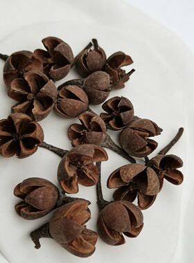 天然松果橡果十字果衫树果diy松果画幼儿园手工材料圣诞装饰品