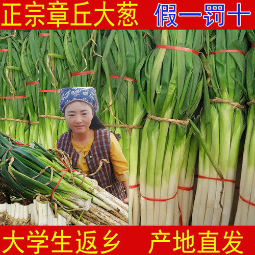 脆甜高白章丘大葱原产地直发