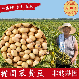 笨黄豆非转基因老品种农家自种山东发货椭圆形笨黄豆打豆浆磨250g