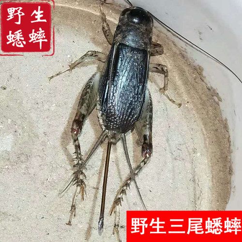 野生三尾蟋蟀宁阳母子活体蛐蛐