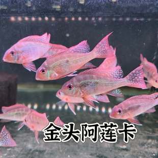 金头阿莲卡稀有食土鲷热带鱼
