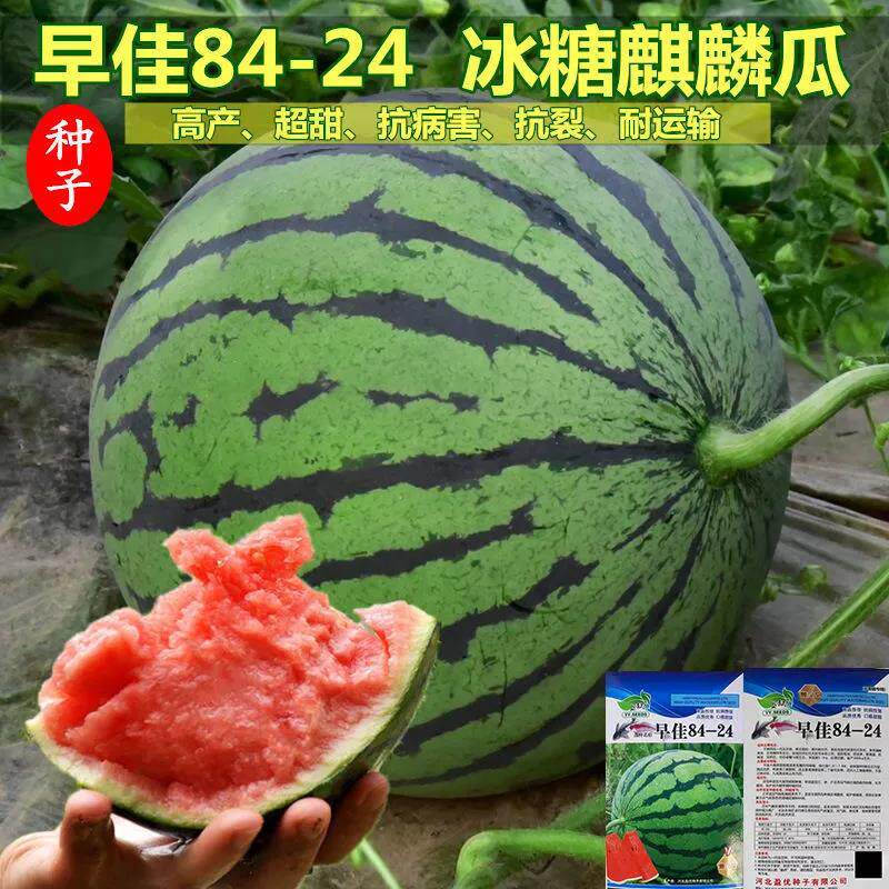 原装早佳8424冰糖麒麟王西瓜种籽子四季高产特大早熟懒汉瓜水果