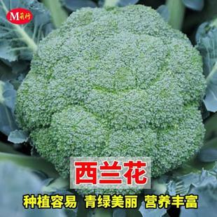 春秋播西兰花种子绿冠抗病早熟西兰花籽细粒花蕾80天杂交耐寒抗寒