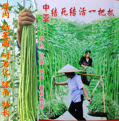 春秋高产干枝梅小五叶豆角种子