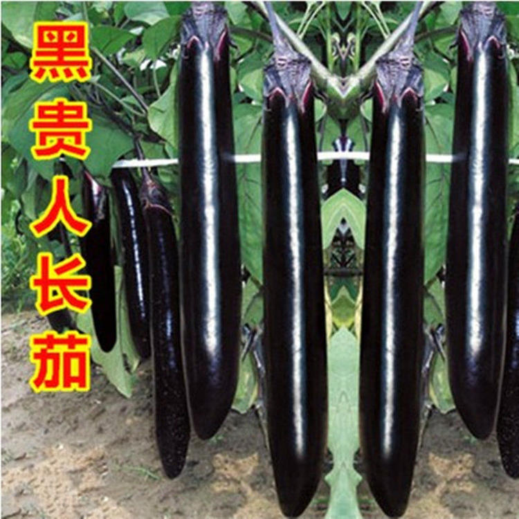 黑紫色特大嫁接四季盆栽种子苗