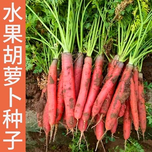 水果胡萝卜种子红胡萝卜种籽秤杆红胡萝卜种籽脆甜小胡萝卜蔬菜籽