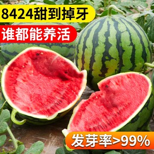 早佳8424西瓜种籽黄皮四季春季甜冰糖麒麟瓜种子孑大全懒汉苗秧苗