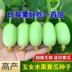 玉女水果黄瓜种子迷你小黄瓜籽生吃脆甜无渣春秋种植阳台盆栽种子