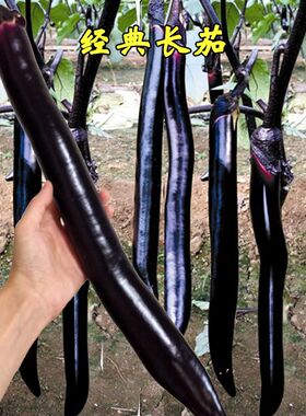 日本经典长茄子种子黑紫色长茄特长高产春秋阳台露天盆栽蔬菜种籽
