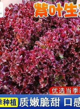 紫生菜种子种籽苗沙拉红叶紫叶紫色阳台盆栽四季蔬菜孑籽种农点赞