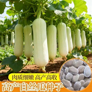 奶油丝瓜种籽牛奶白丝瓜种子高产白皮白肉阳台盆栽春秋蔬菜种子