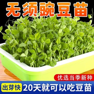 无须豌豆种籽吃苗水培豌豆苗芽苗菜种孑荷兰豆子阳台菜苗碗豆四季