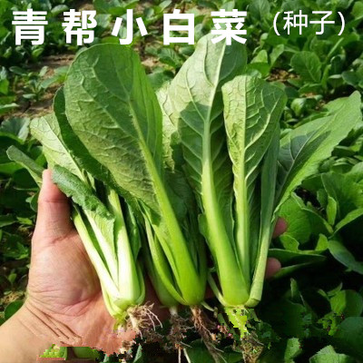 青帮小白菜种子春夏四季种植奶油快菜种籽大全秋冬阳台盆栽蔬菜孑